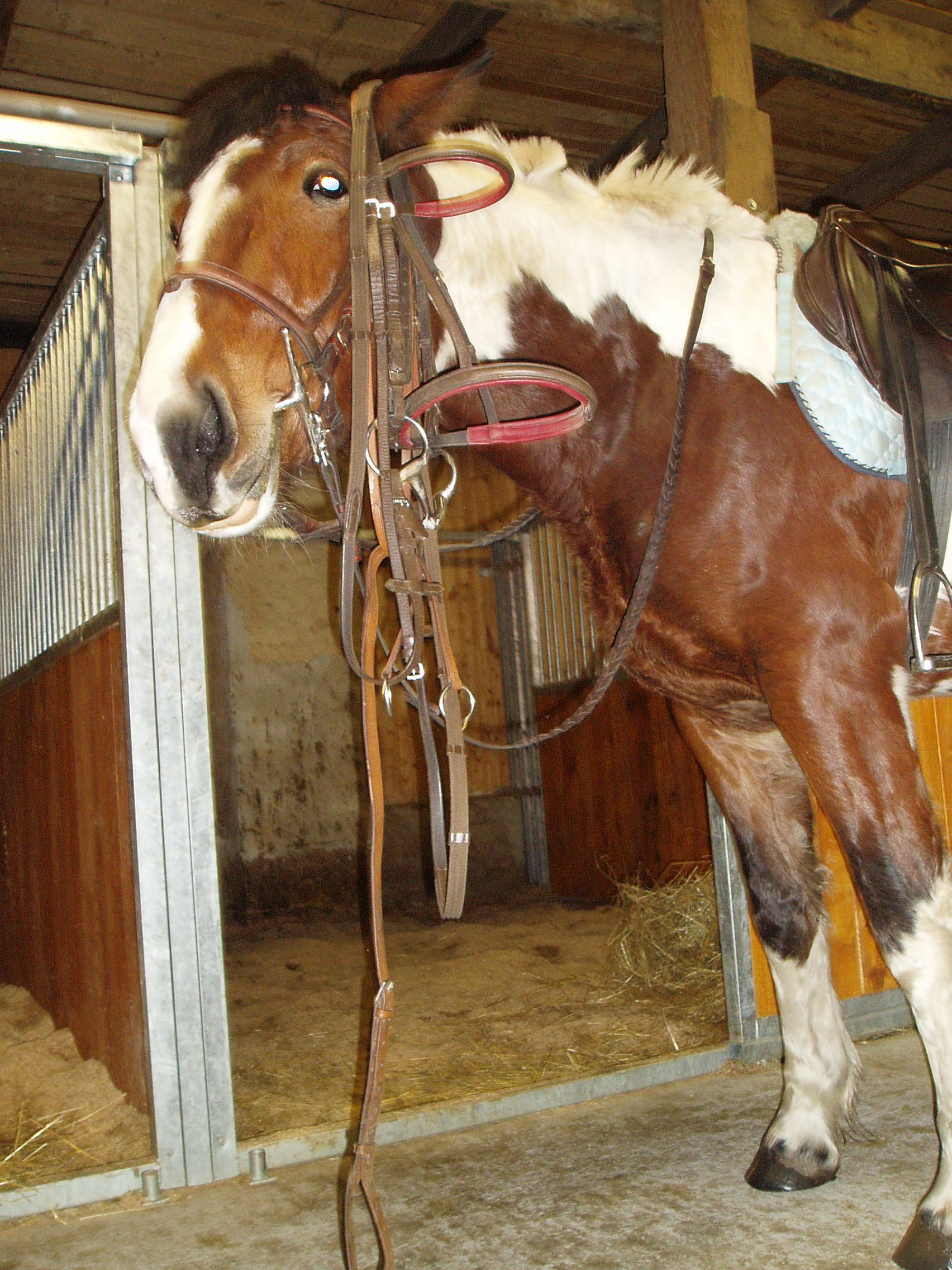 Zorka - věšák uzdeček